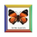 Riolis Borduurpakket Nymphalidae vlinder