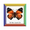 Riolis Borduurpakket Nymphalidae vlinder