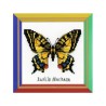 Riolis Stickset Schwalbenschwanz-Schmetterling
