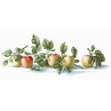 Luca-S Embroidery kit Apples